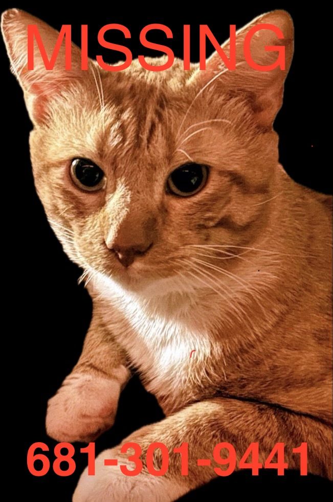 Kitty, lost cat, Cat