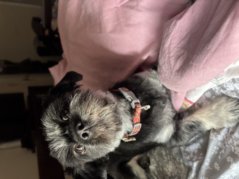 Scooter, lost dog, Shitzu