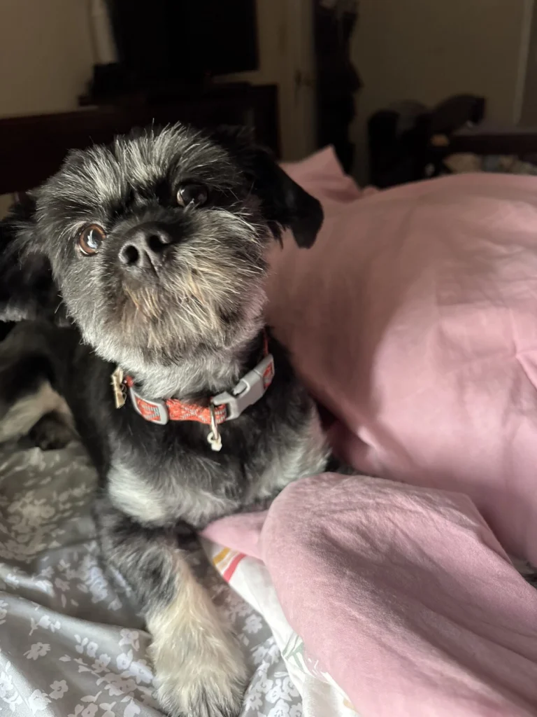 Scooter, lost dog, Shitzu