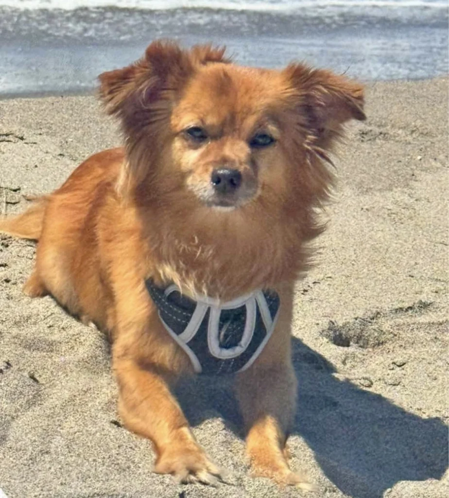 Marco, lost dog, Chihuahua/ Pomeranian