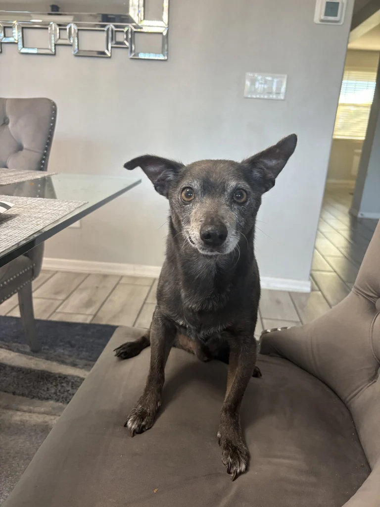 Blue, lost dog, Chihuahua mix