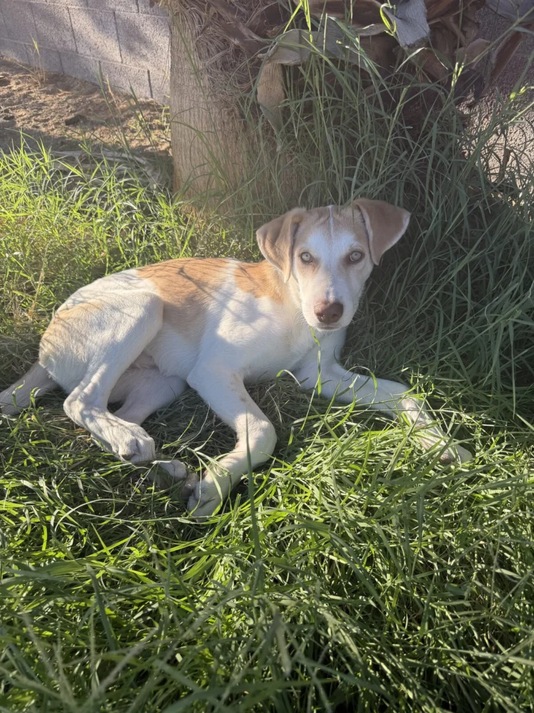 Cookie Dough, lost dog, Mixed husky