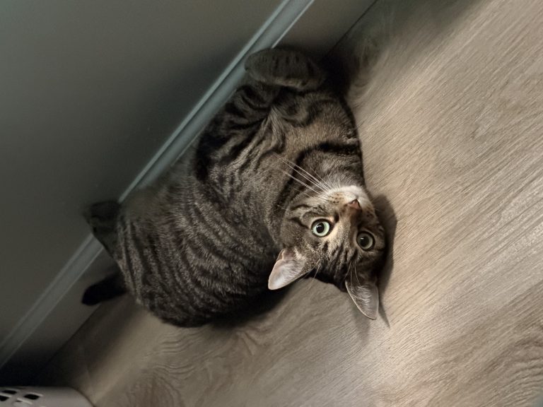 Biscuit, lost cat, Short haired