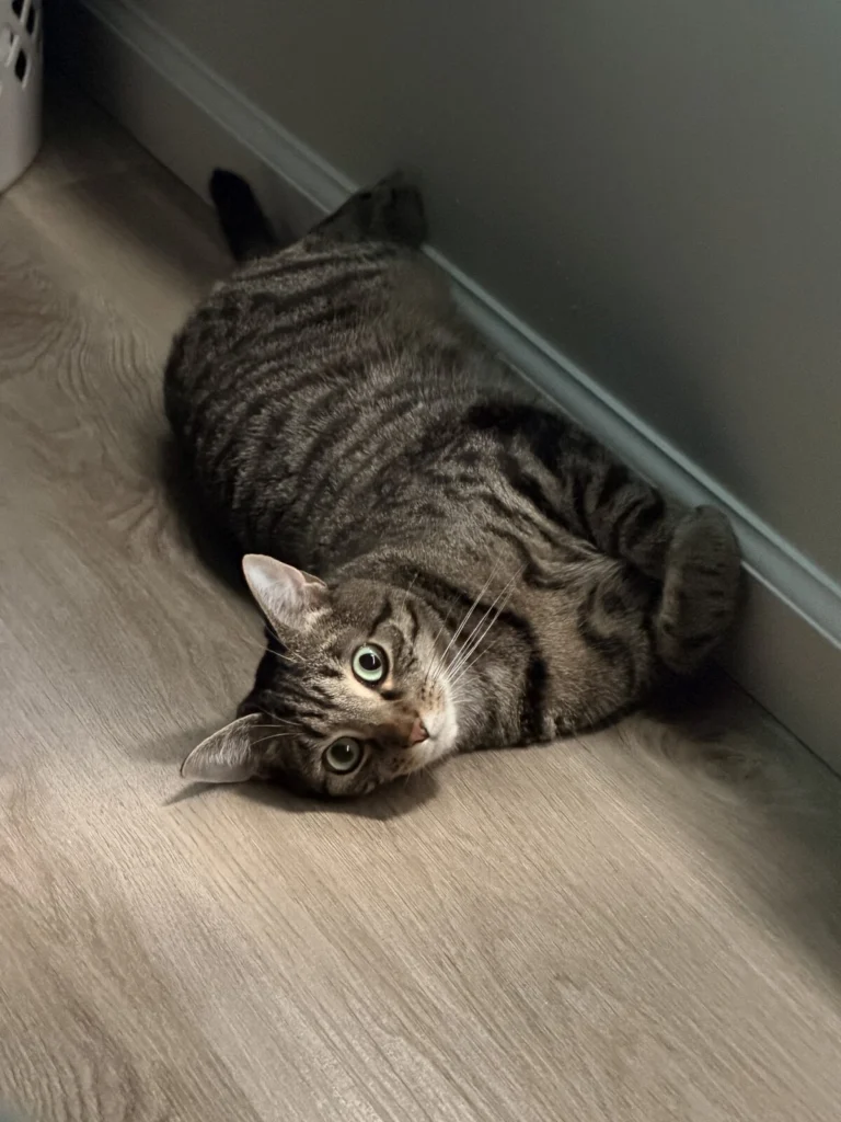 Biscuit, lost cat, Short haired