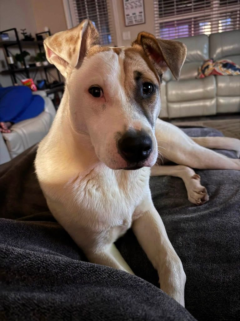 Damian, lost dog, Pitt bull mix