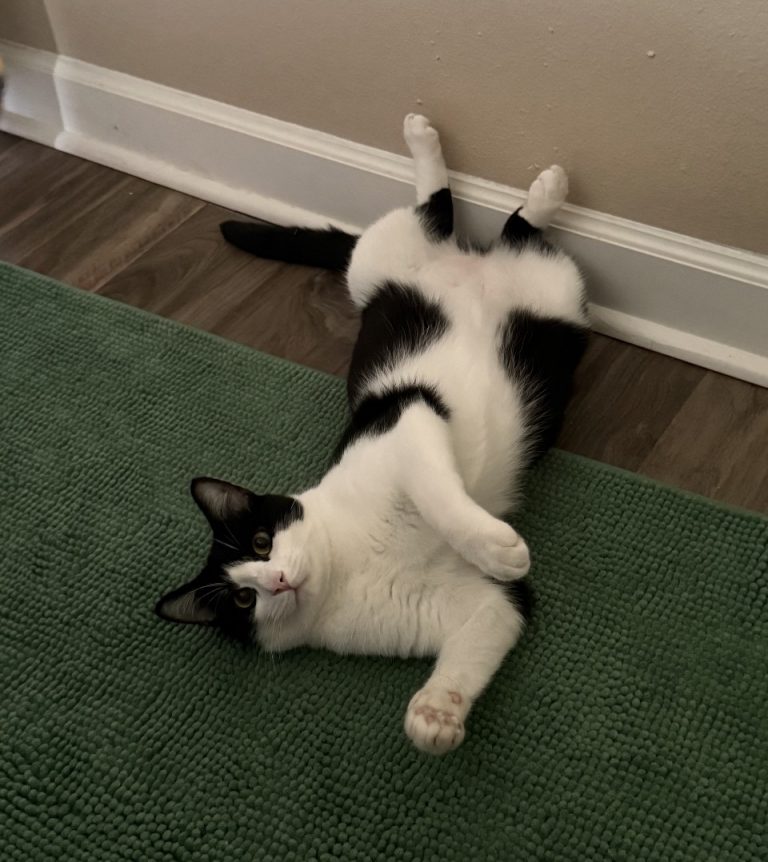Bobby, lost cat, Cat