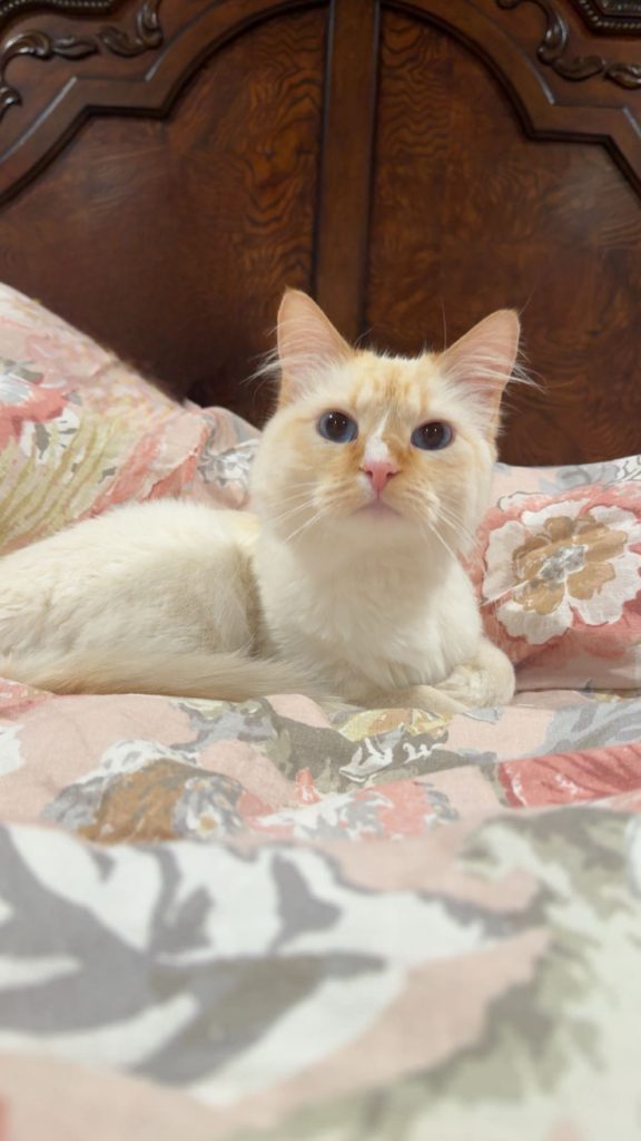 Gabina, lost cat, Long Hair