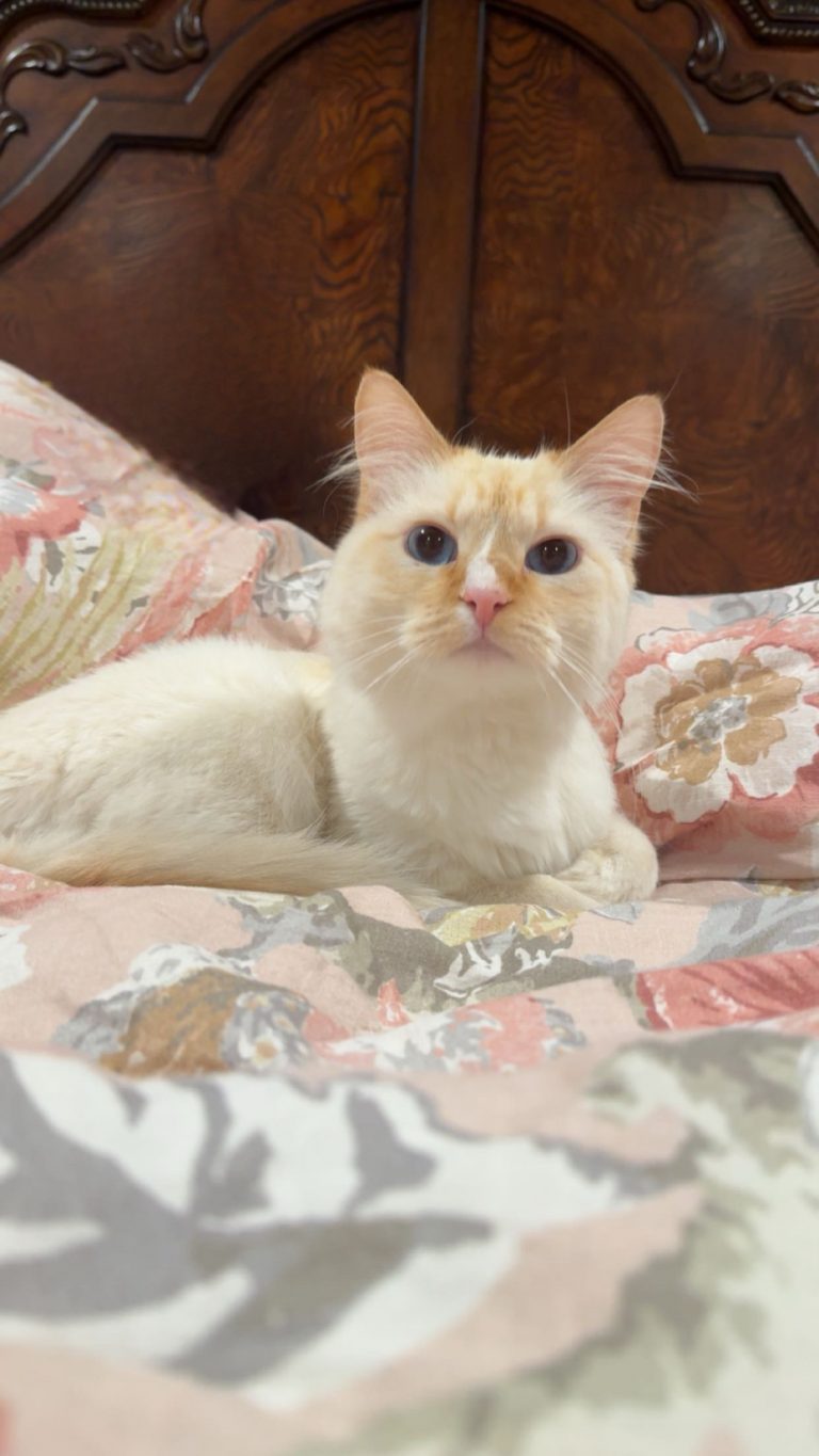 Gabina, lost cat, Long Hair