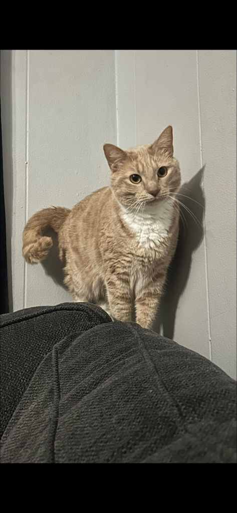 Bella, lost cat, Tabby