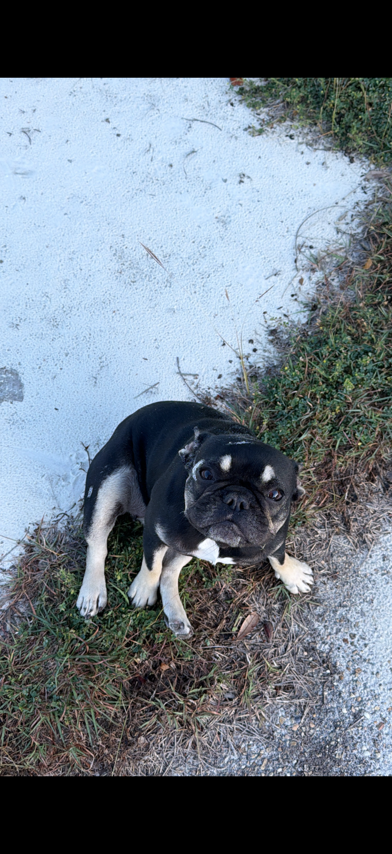 MOCHA, lost dog, Bulldog