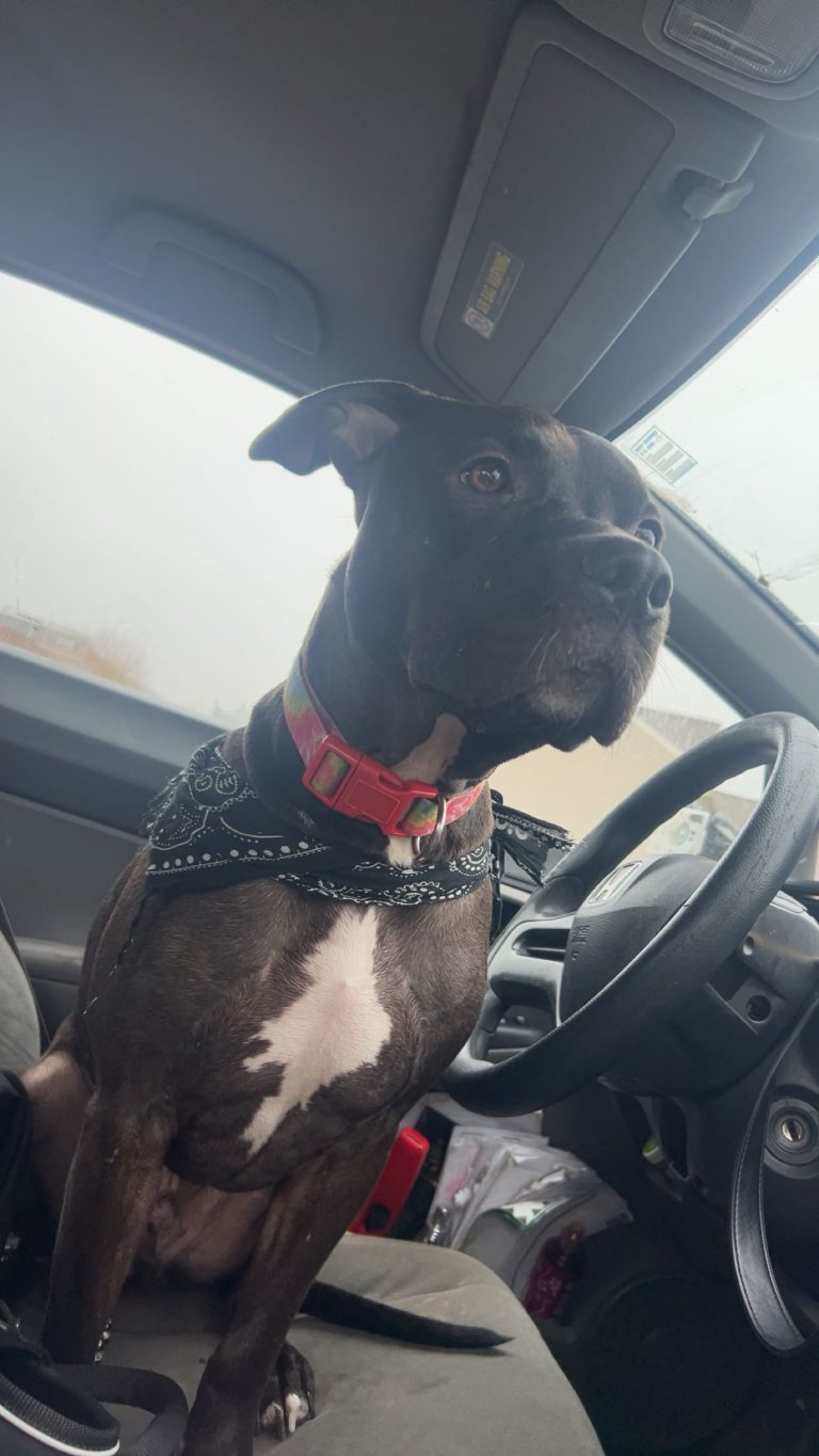 Duke Dennis, lost dog, Pit bul