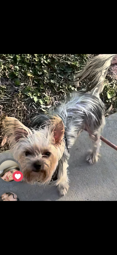 Peanut, lost dog, Yorkie
