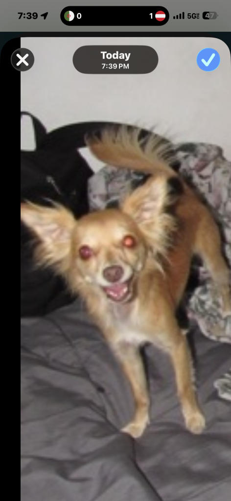 Leah, lost dog, Chihuahua