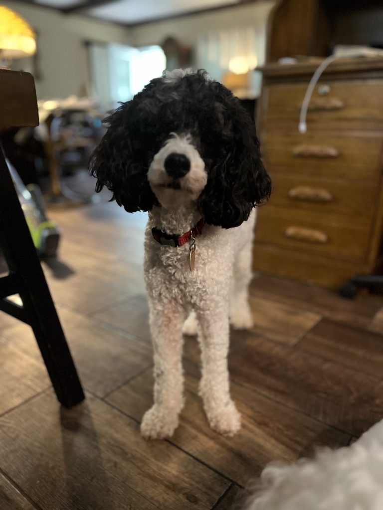 Ibiza, lost dog, Poodle