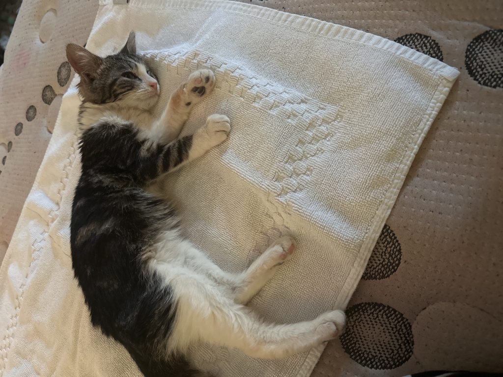 Annie, lost cat, N/a