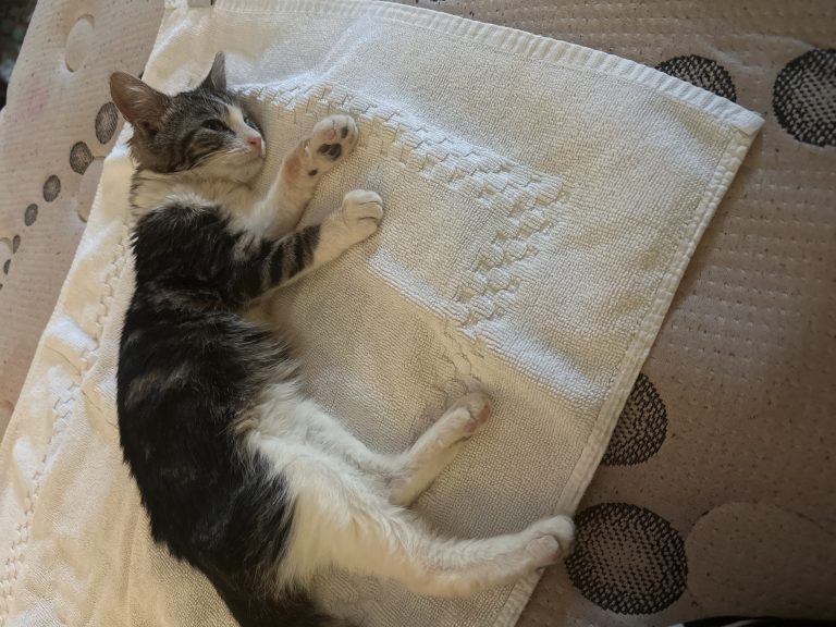 Annie, lost cat, N/a