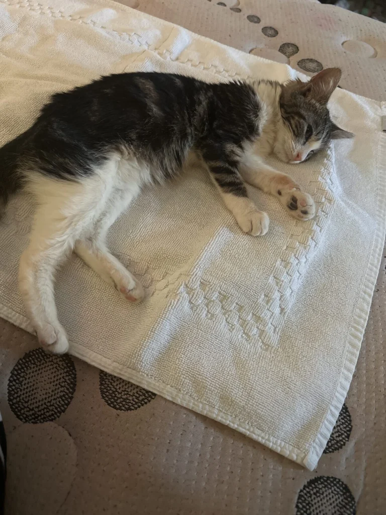 Annie, lost cat, N/a