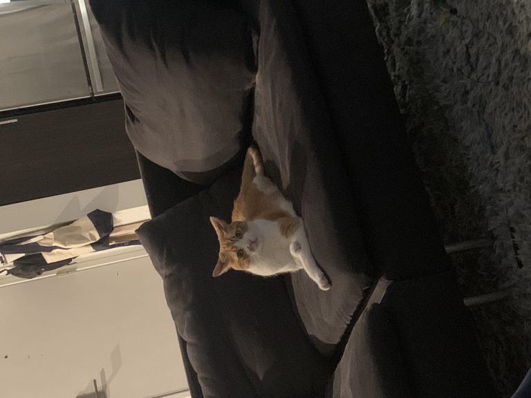 Milo, lost cat, Tabby, American Shorthair
