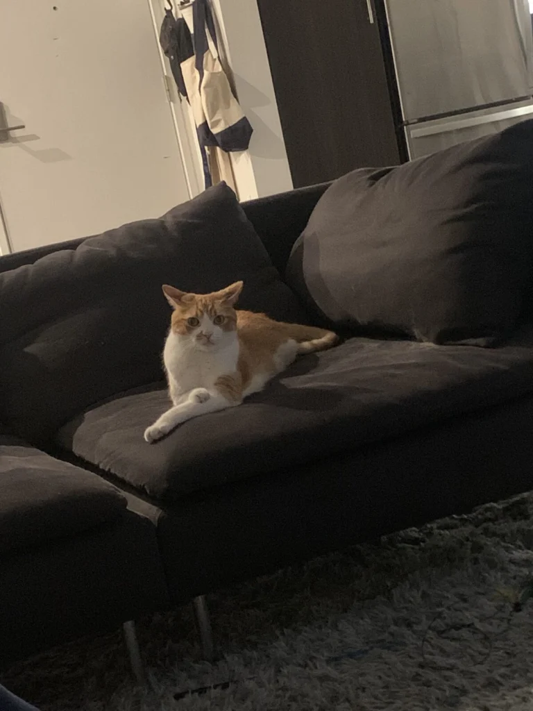 Milo, lost cat, Tabby, American Shorthair