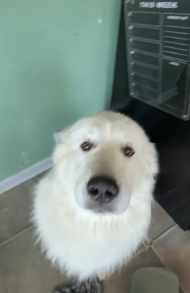Arlo, lost dog, Great Pyrenees