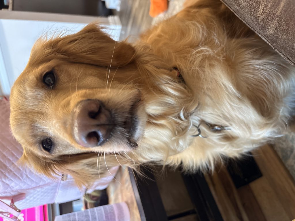 Daisy, lost dog, Golden retriever