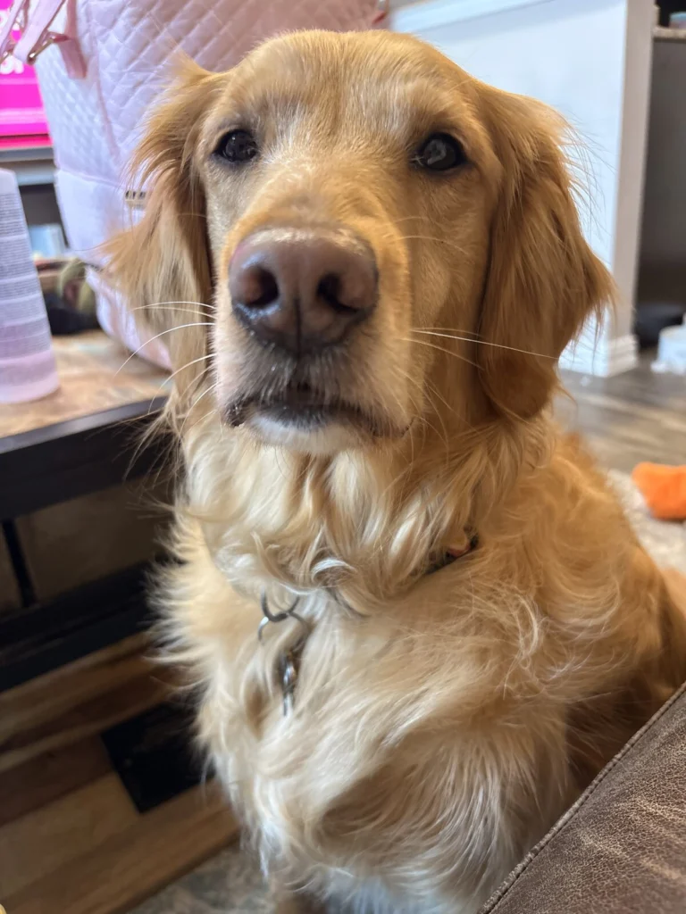Daisy, lost dog, Golden retriever