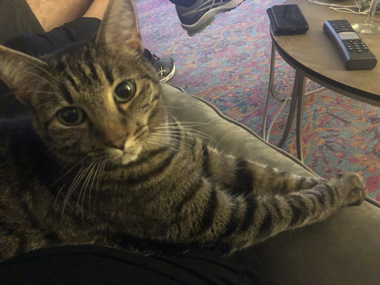 Gingy, lost cat, Tabby
