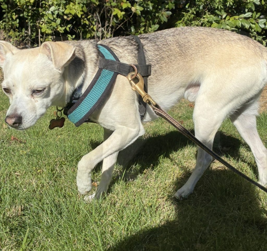 Popper, lost dog, Chihuahua/Mixed