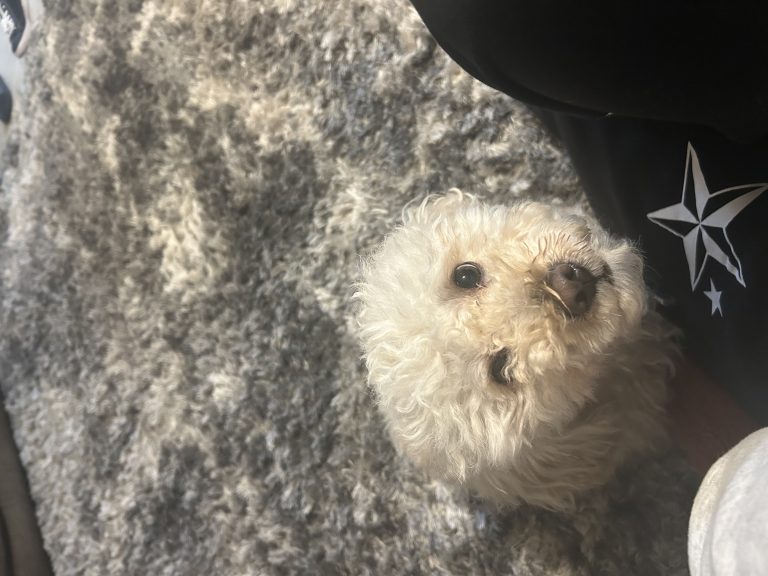 Miles, lost dog, Poodle