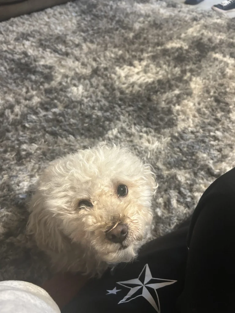 Miles, lost dog, Poodle
