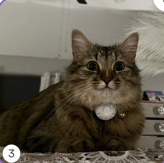 Zaytuna, lost cat, domestic longhair brown tabby