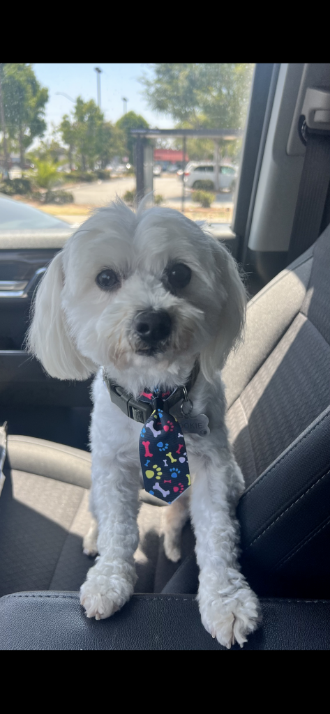 Pookie, lost dog, Yorkie mixt