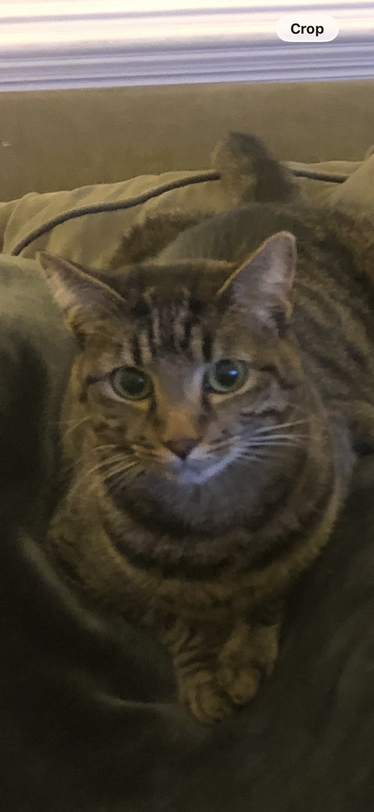 Gingy, lost cat, Short Hair Tabby