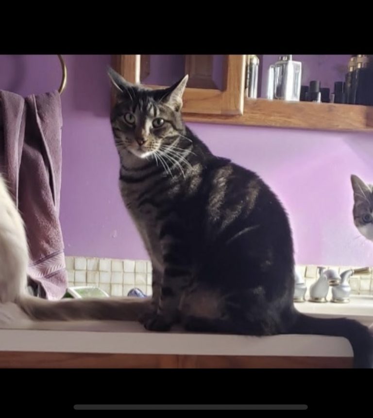 Badger, lost cat, Tabby