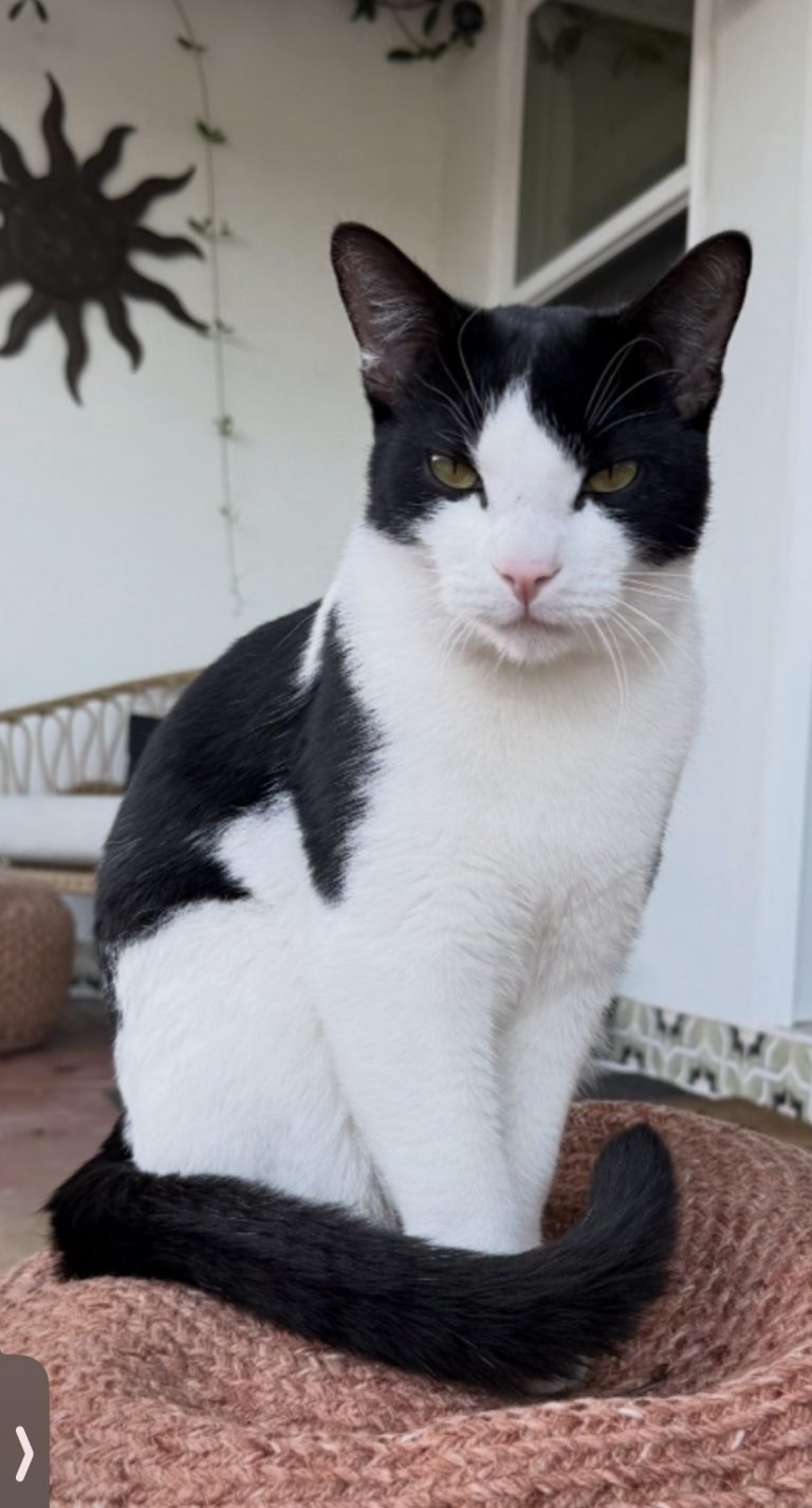 Mooni, lost cat, domestic shorthair