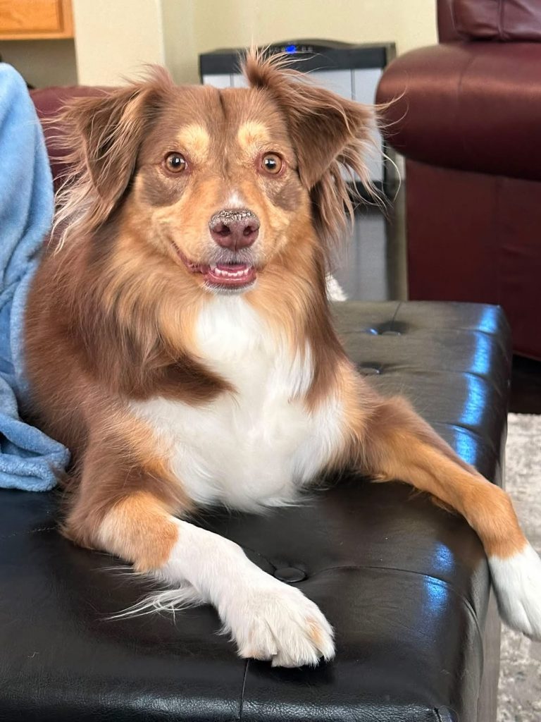 Lola, lost dog, Miniature Australian Shepherd