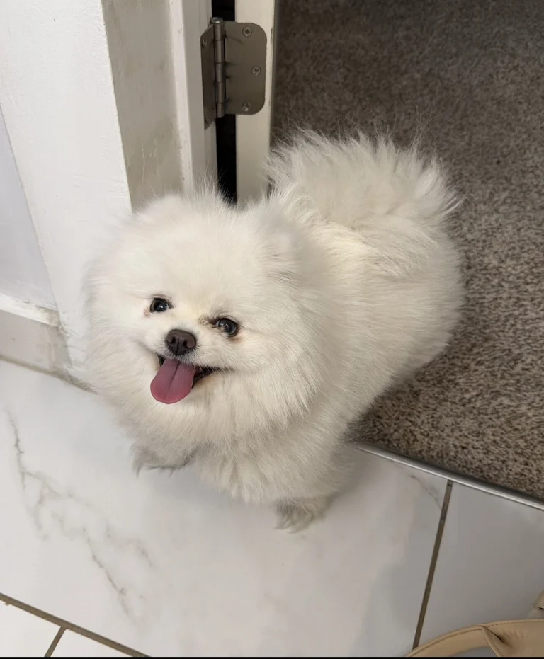 Bailey, lost dog, Pomeranian