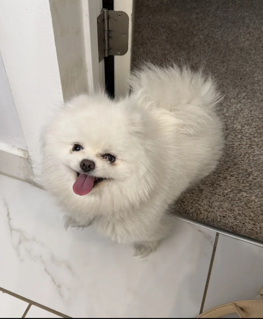 Bailey, lost dog, Pomeranian