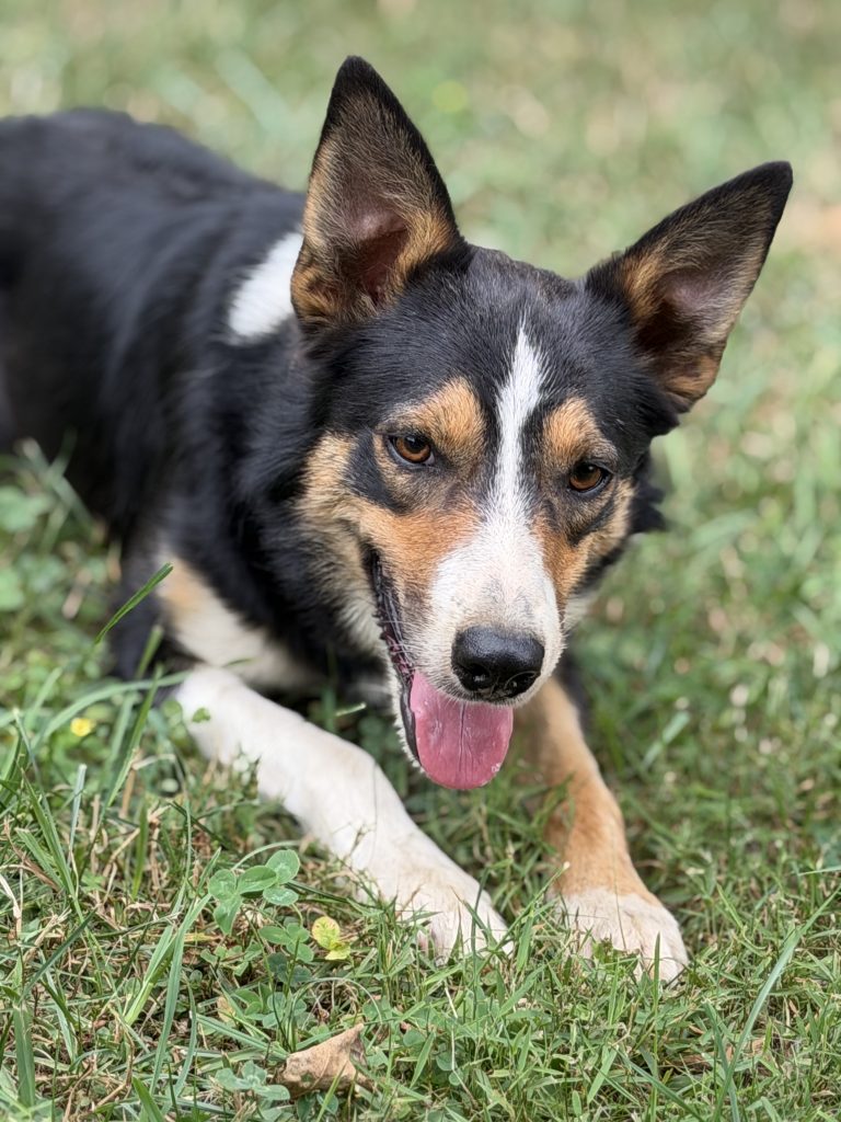 Grady, lost dog, Border Collie