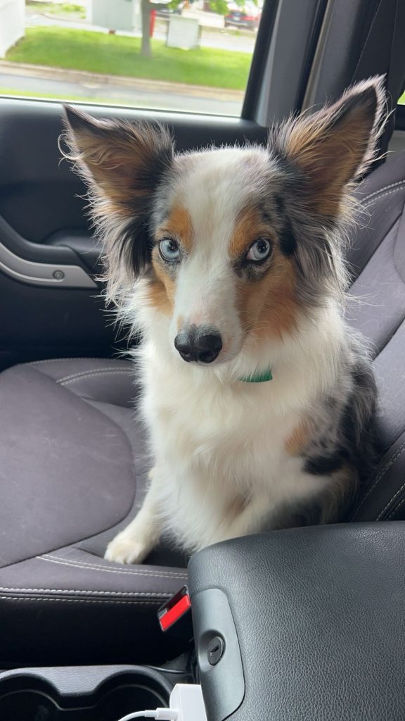 Aria, lost dog, Mini Australian Shepherd