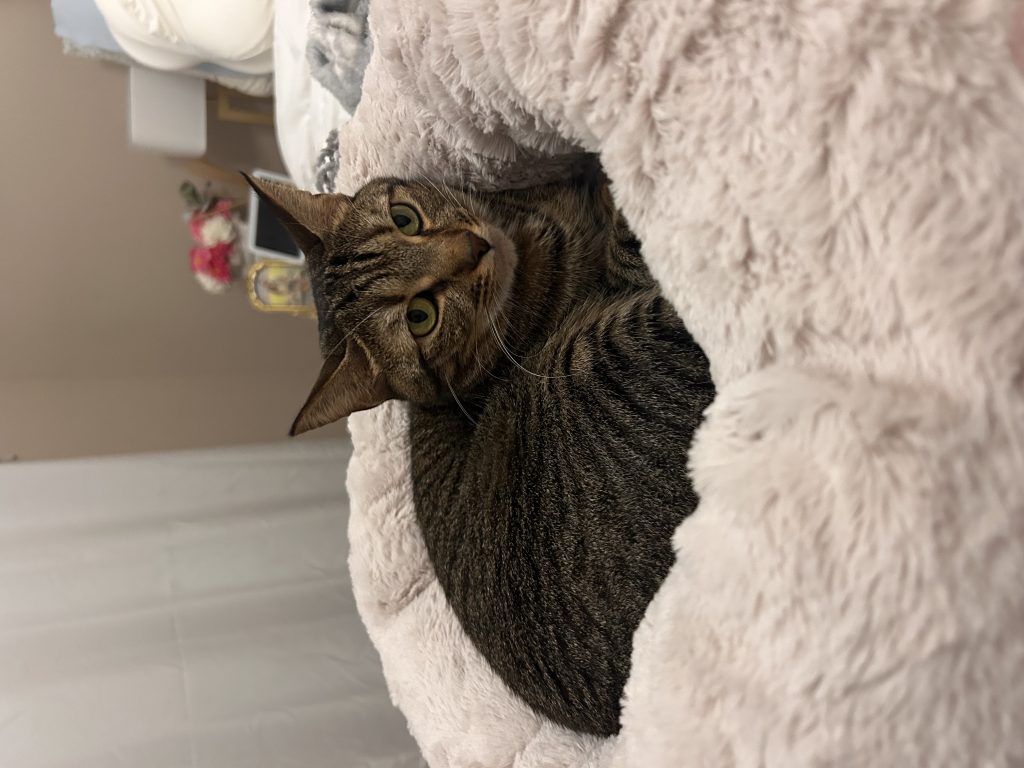 Willow, lost cat, Domestic shorthair