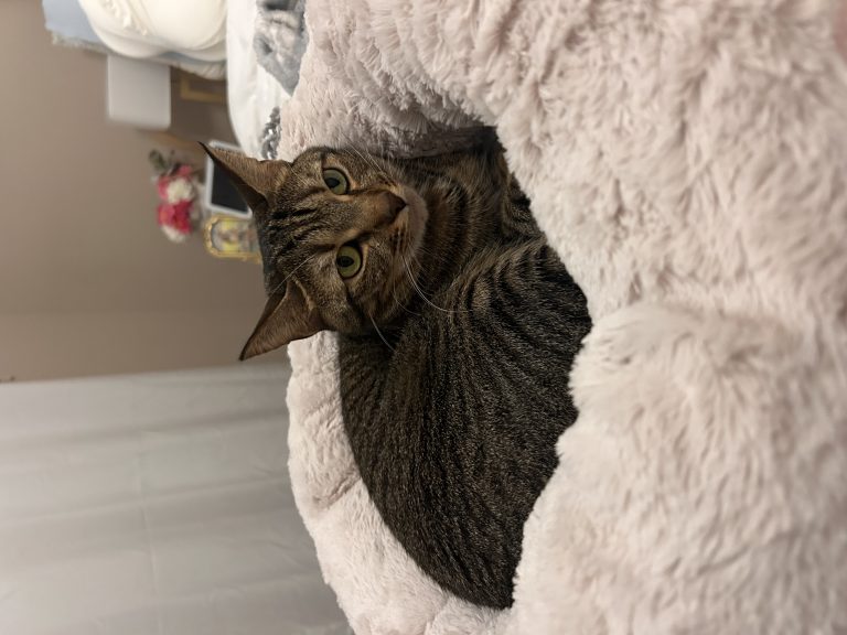 Willow, lost cat, Domestic shorthair