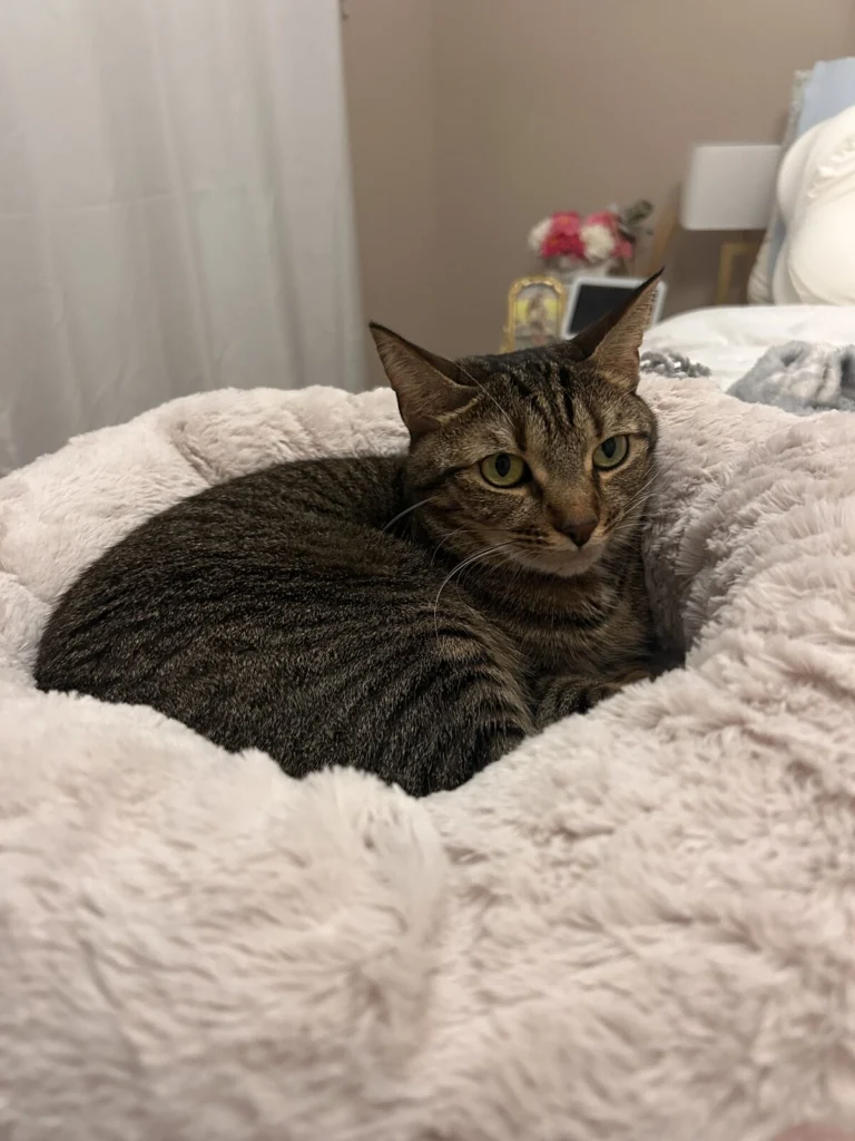 Willow, lost cat, Domestic shorthair