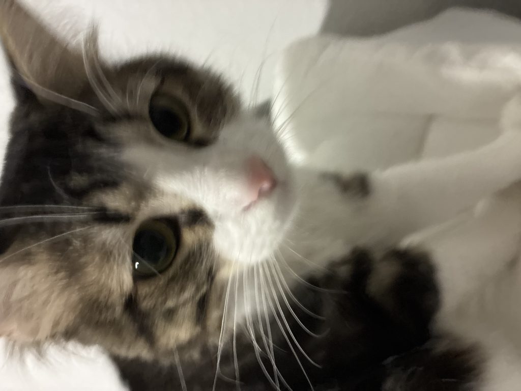 Olive, lost cat, Shorthair
