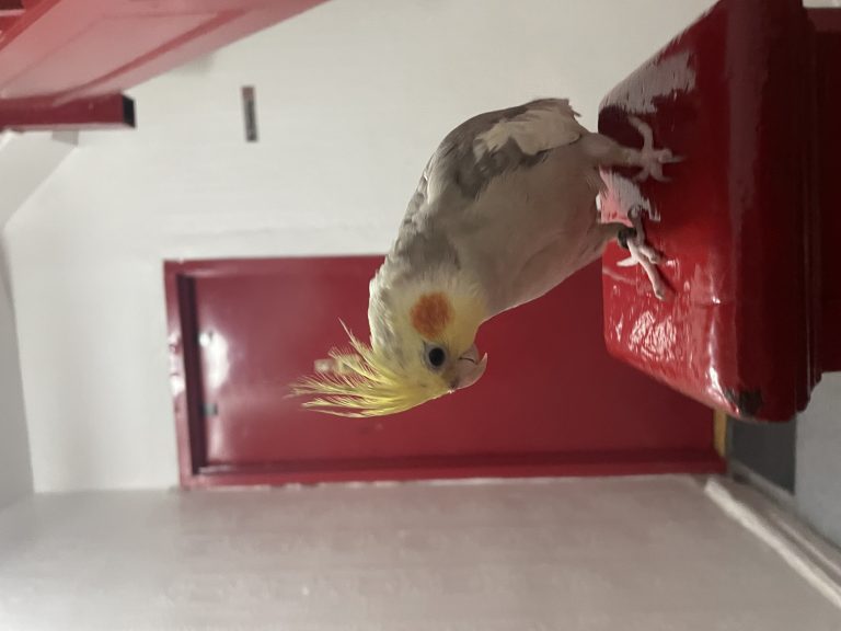 Birdieton, lost bird, cockatiel