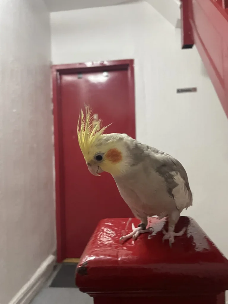Birdieton, lost bird, cockatiel