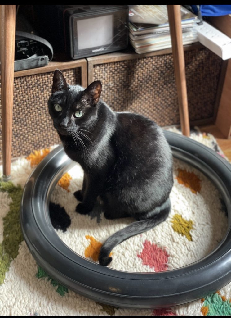 Also, lost cat, Mix