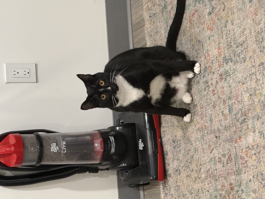 Percy, lost cat, Amarican short hair