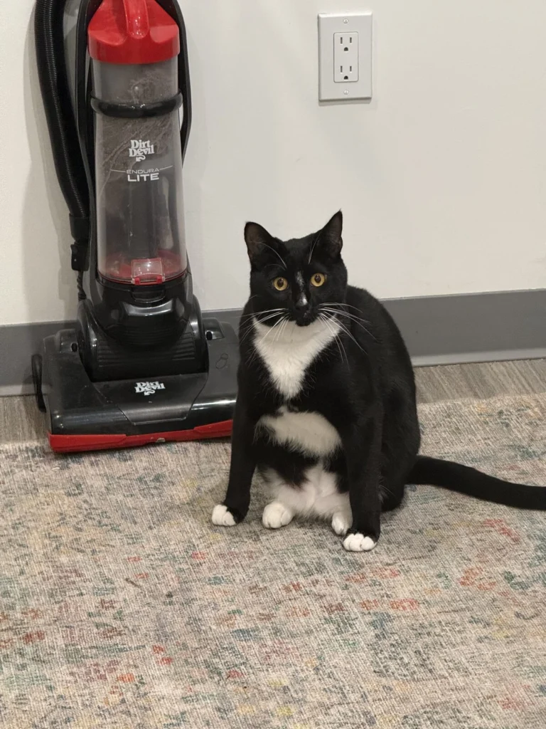 Percy, lost cat, Amarican short hair