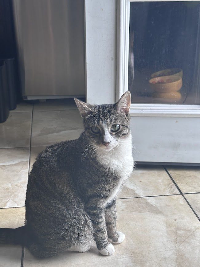 Chiiku, lost cat, domestic short hair